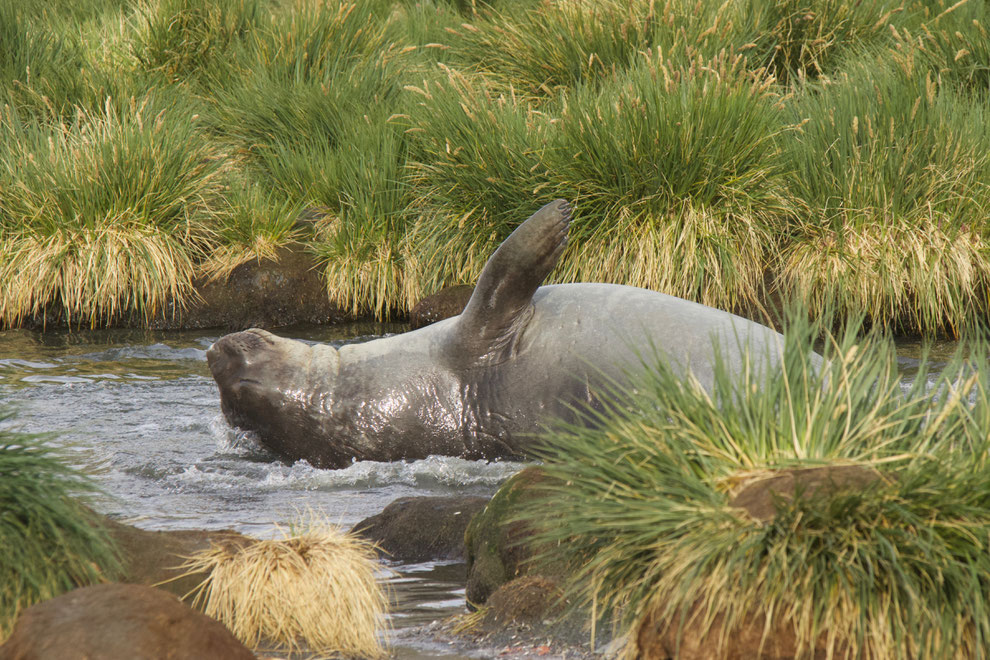 Badderende jonge Zeeolifant