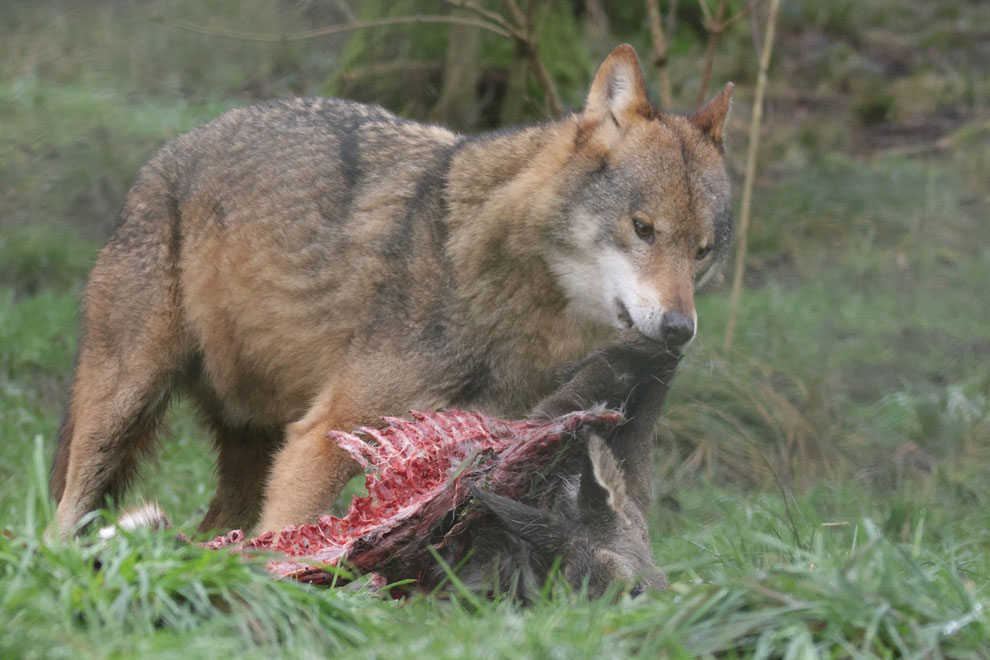Wolf met Ree. Natuurpark Anholter Schweiz (Dld.)