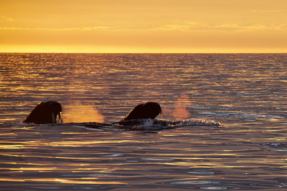 Walrussen