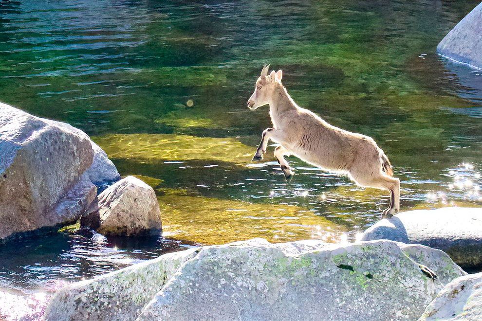 Steenbok (geit), parque de la Sierra de Grados, Spanje.