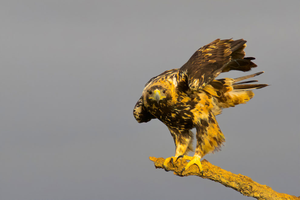 Spaanse Keizerarend (subadult)