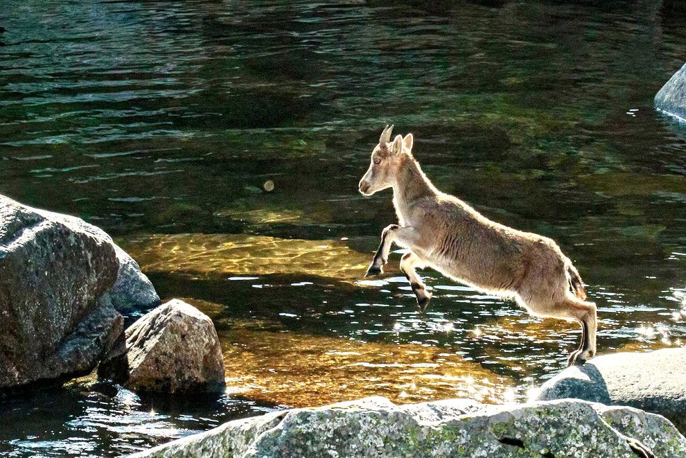 Steenbok (geit),  Parque de la Sierra de Grados, Spanje.