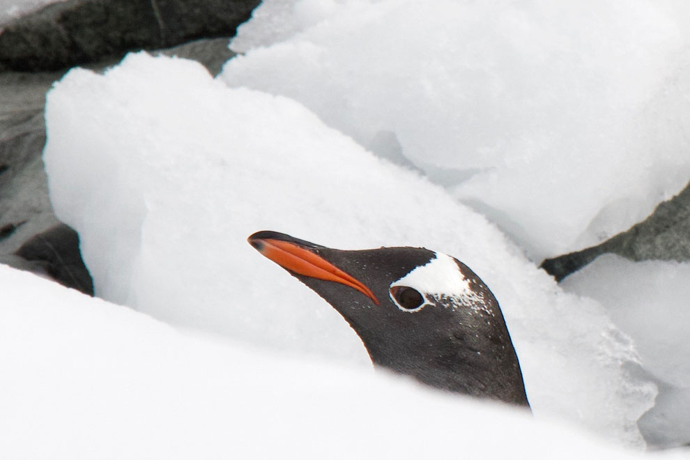 Ezelspinguin. Antarctica. nov. '21