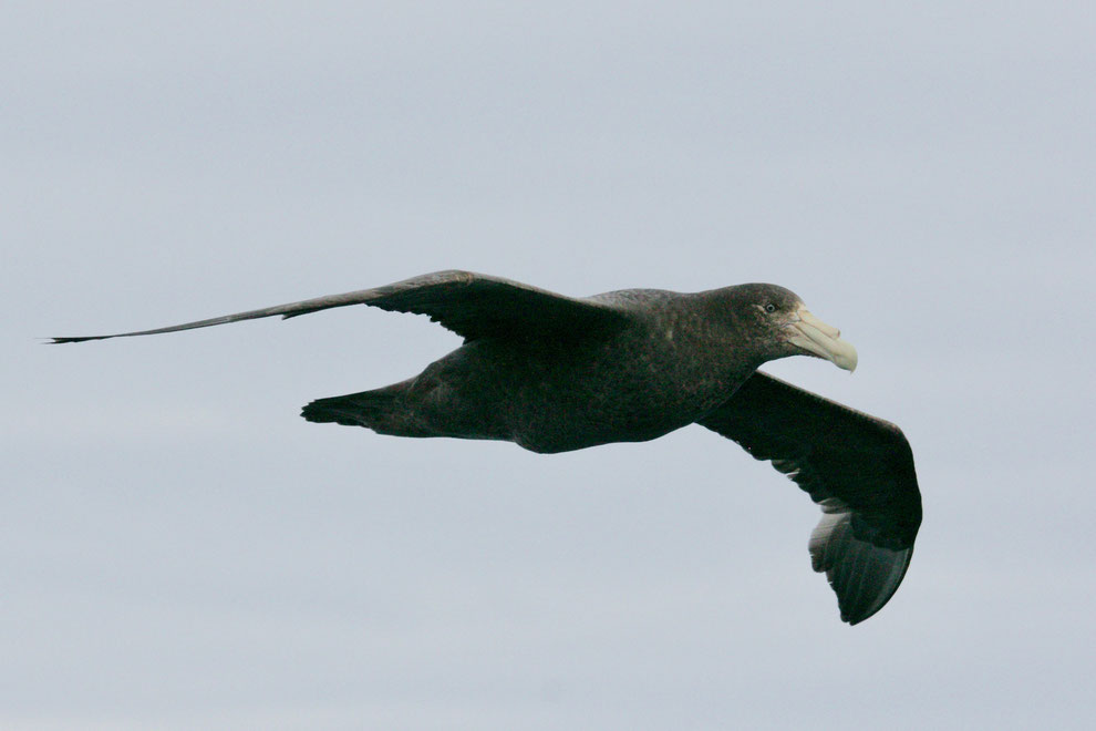 Zuidelijke Reuzenstormvogel