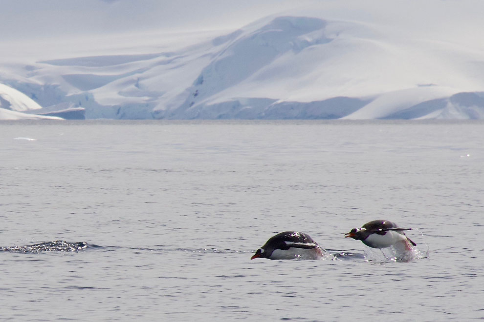 Ezelspinguins