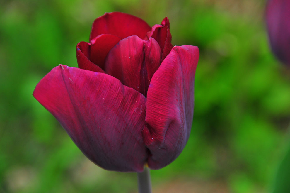Tulpe Blüte Blume Makroaufnahme mit natürlichem Licht Ohne Verwendung von Aufheller