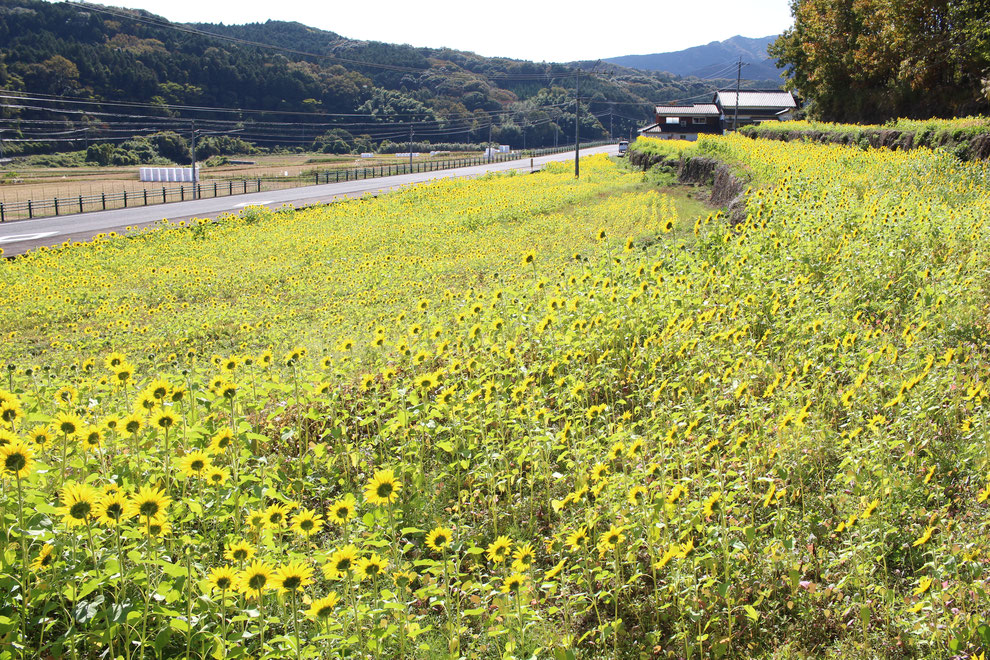 永松ひまわり畑（2021年11月7日撮影）