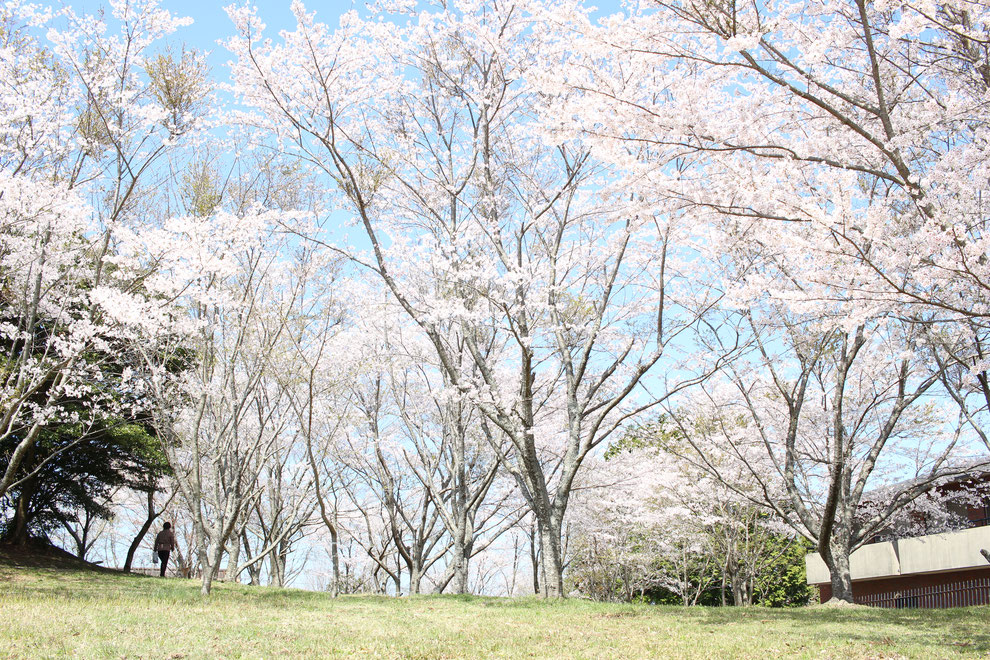 横岳自然公園（2022年4月3日撮影）