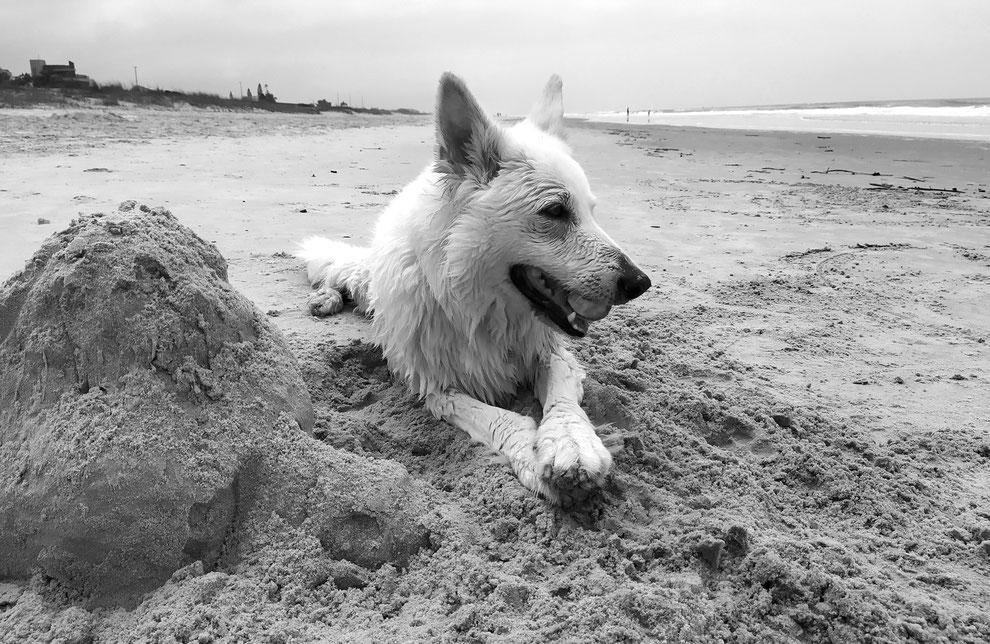 Le jour où Alba et moi nous nous sommes retrouvés au Brésil, après 4 mois d'absence (en France) : je l'ai amené à la plage !