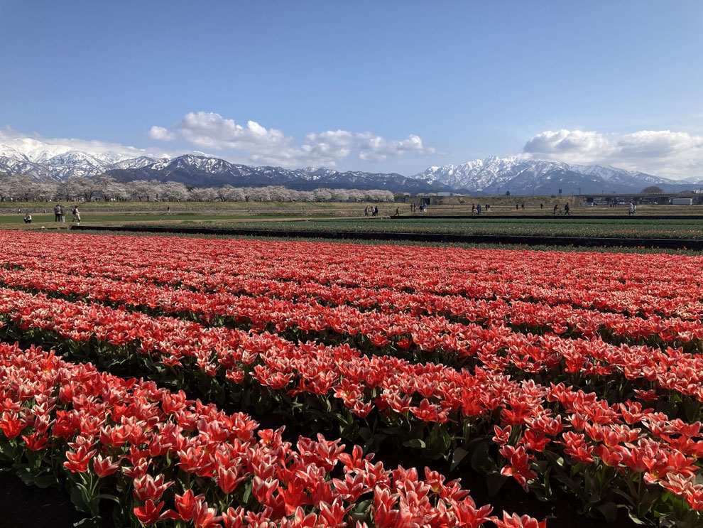 #Private tour Toyama Japan #Toyama tour guide #Toyama interpreter guide #Toyama English guide #Toyama day trip #Toyama sightseeing