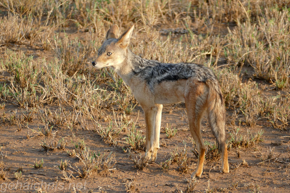 Die kleinen Wildhunde, Schakale, haben ein ausgesprochen breites Beutespektrum von Gazellen über Mäuse bis hin zu Insekten. 