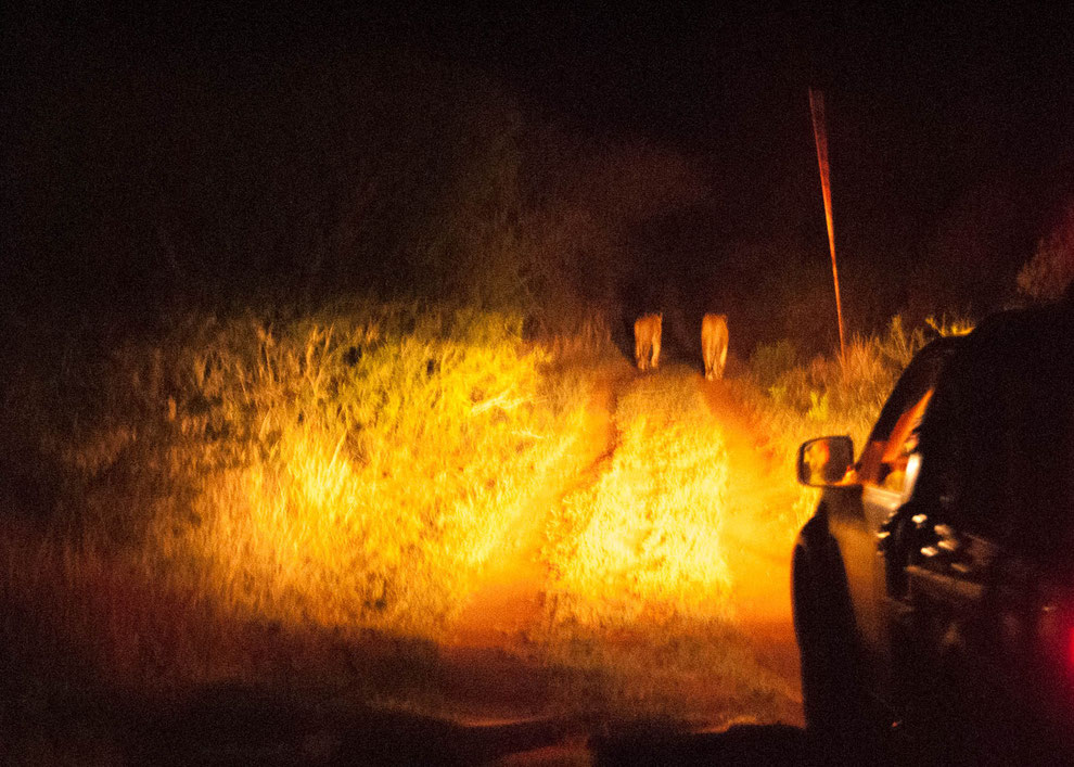 Verfolgung der zwei Löwen beim Night Drive. Noch war der Weg schön breit.....