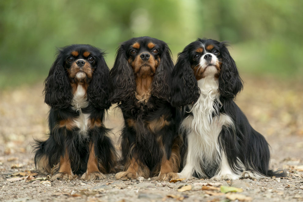 Cavalier King Charles Spaniel