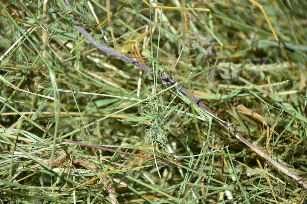 Raukenblättriges Kreuzkraut in getrocknetem Gras - Foto: © Stephanie Uhlherr