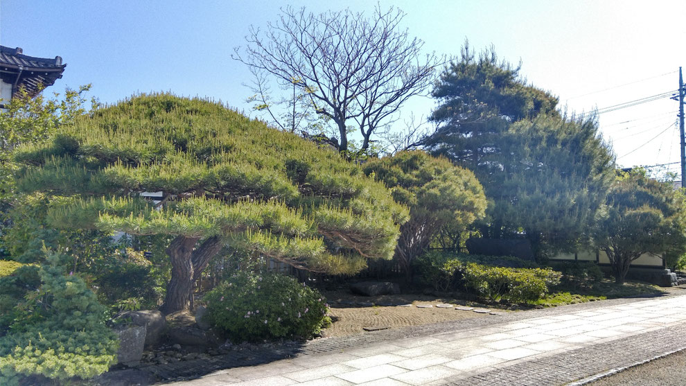 福島市　大森　庭木の剪定・伐採　作業前　お寺　