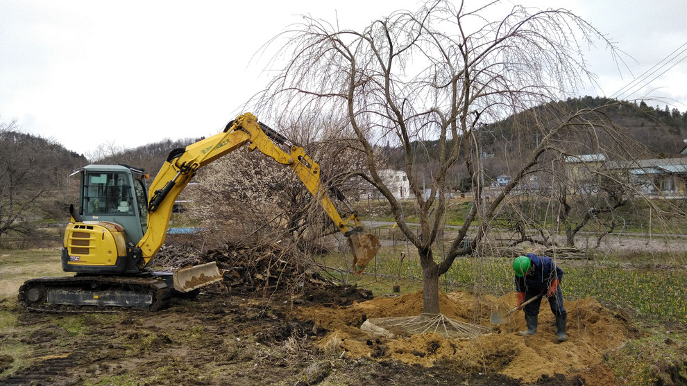 写真：伊達市　霊山町　造園工事　シダレザクラの移植