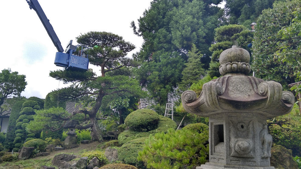 写真：福島市　岡部　造園　大きな松の剪定