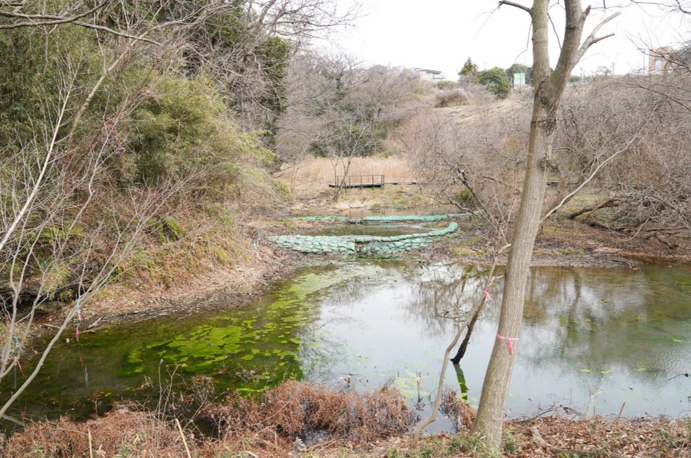 新たに造成した堤防でせき止められ溜まりよどむ湧き水