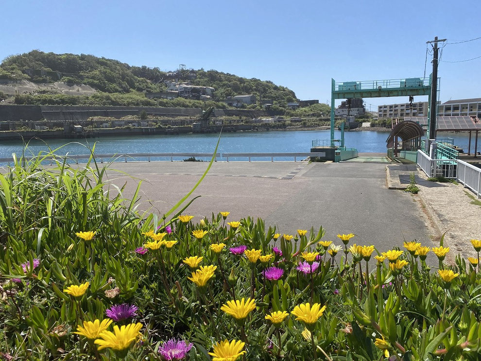池島の港に咲いた花