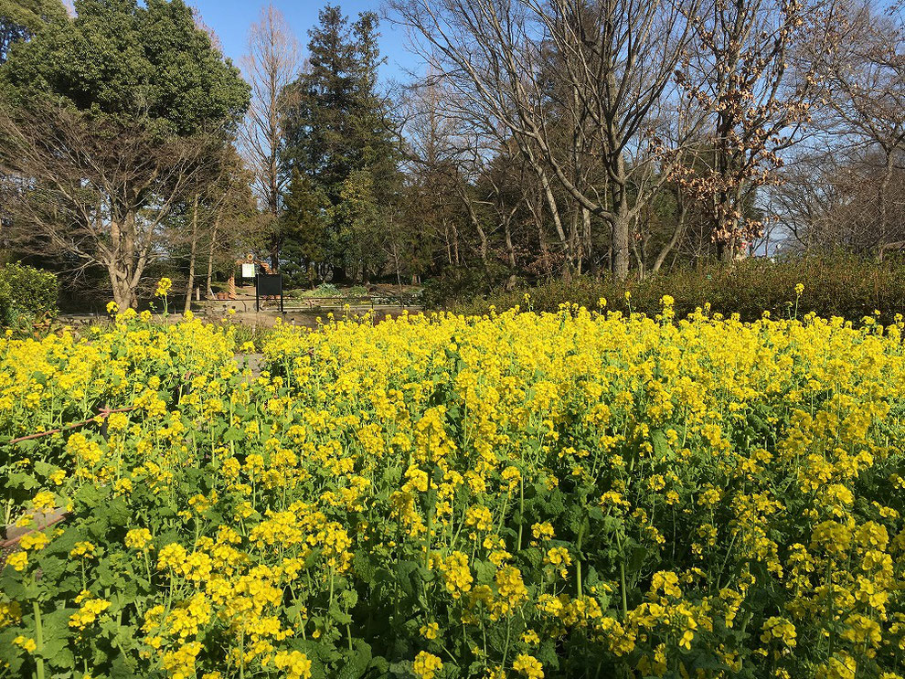 福岡市植物園　菜の花