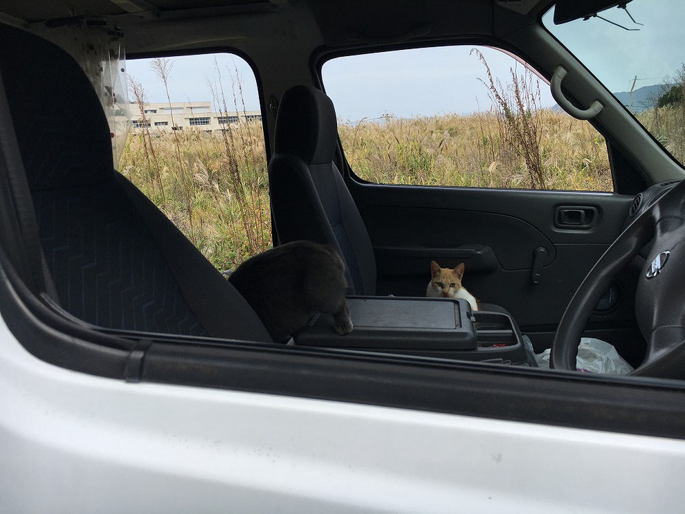 池島で猫に占領された車