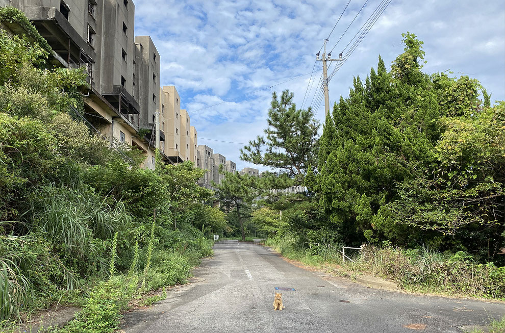 池島の八階建てアパートと猫