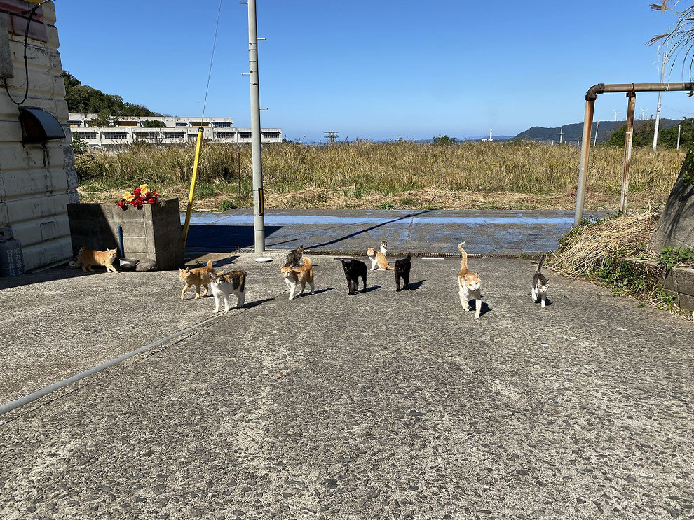 池島の猫たち
