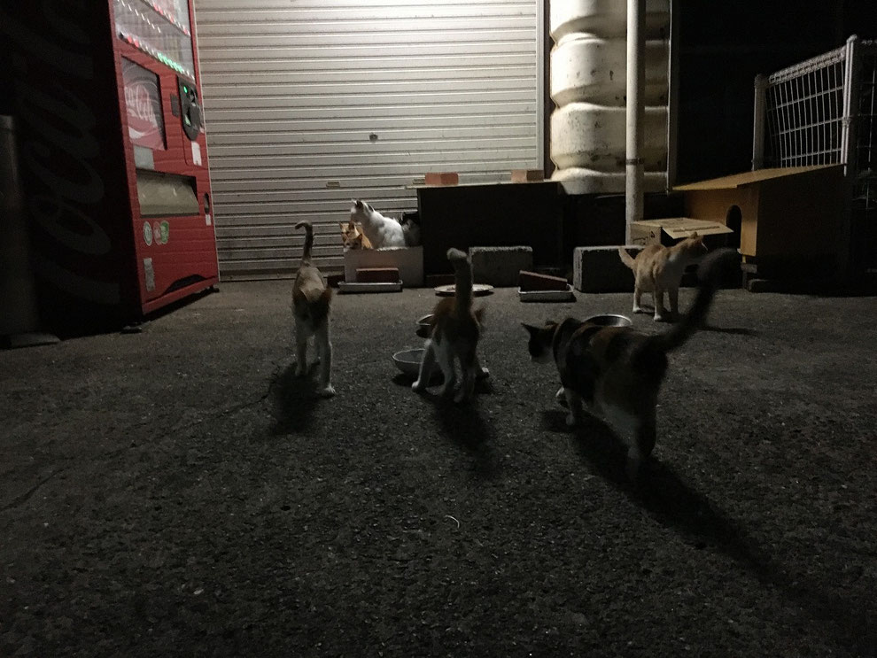 夜の池島の猫たち