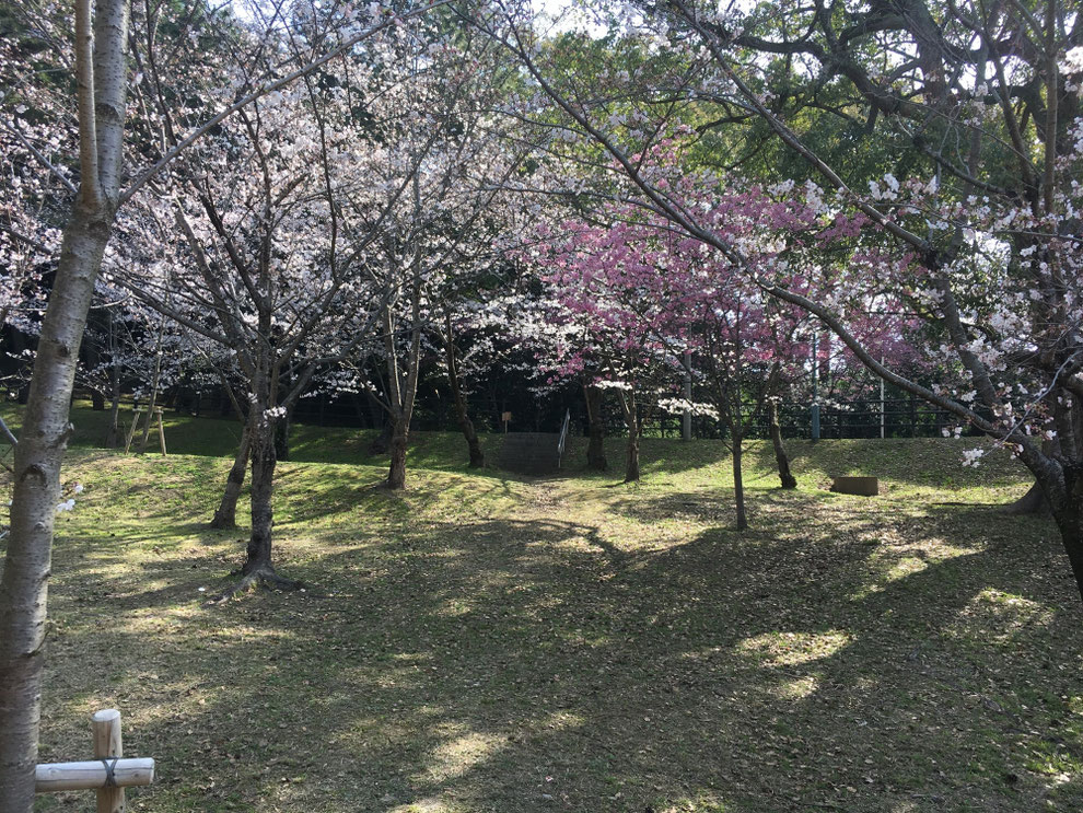 西公園の桜その5