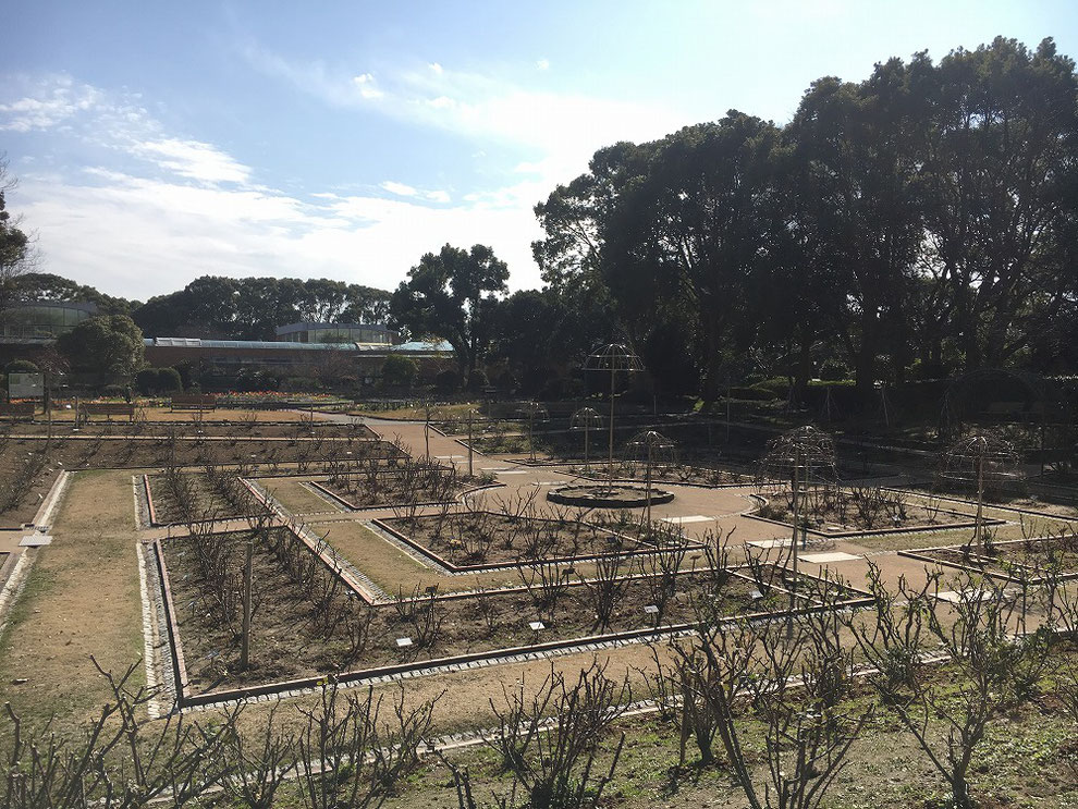 福岡市植物園　冬のバラ園