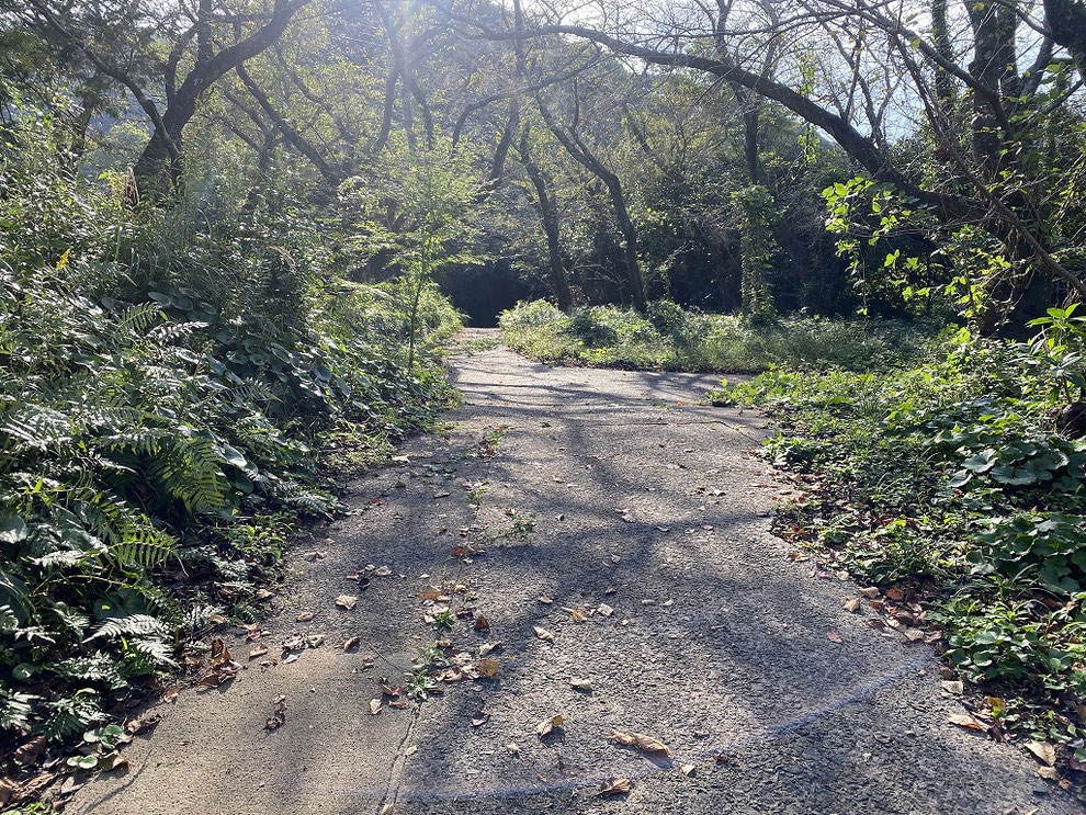 鎮懐石八幡宮の参道1