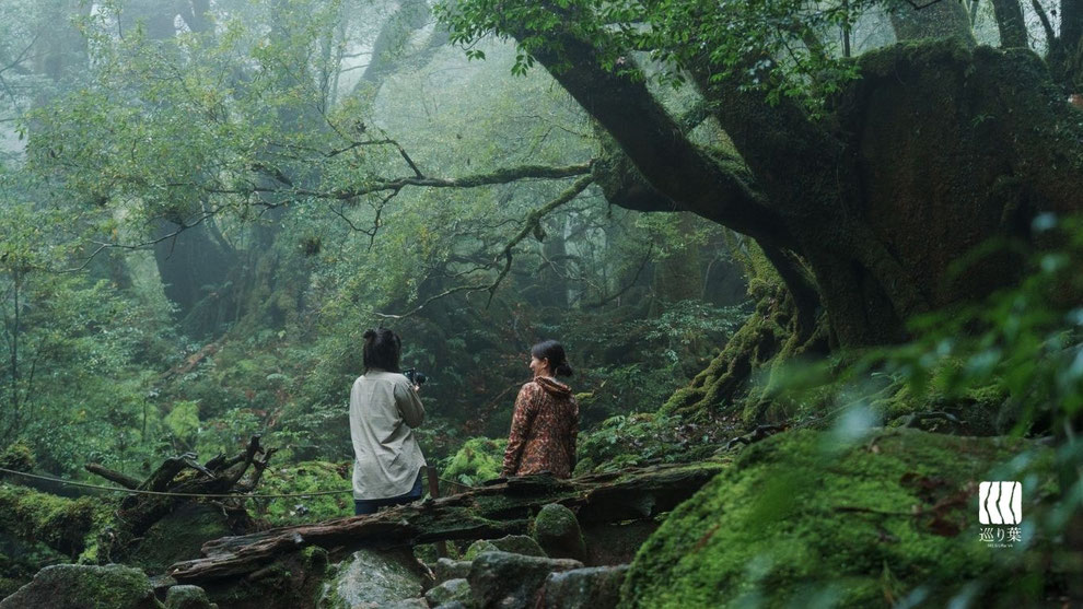 苔むす森（もののけ姫の森）をカップルで眺める（白谷雲水峡・太鼓岩ガイドツアー）
