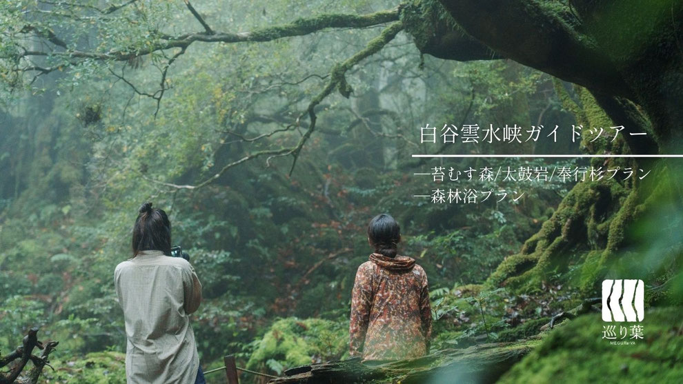苔の広がる、もののけ姫の森で（白谷雲水峡ガイドツアーにて）。