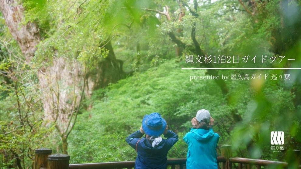 屋久島・縄文杉1泊ガイドツアー（白谷雲水峡・太鼓岩）,テント泊体験,屋久島公認ガイドおすすめツアー