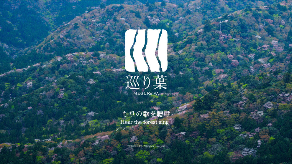 屋久島ガイドがおすすめする人気の屋久島ガイドツアー
