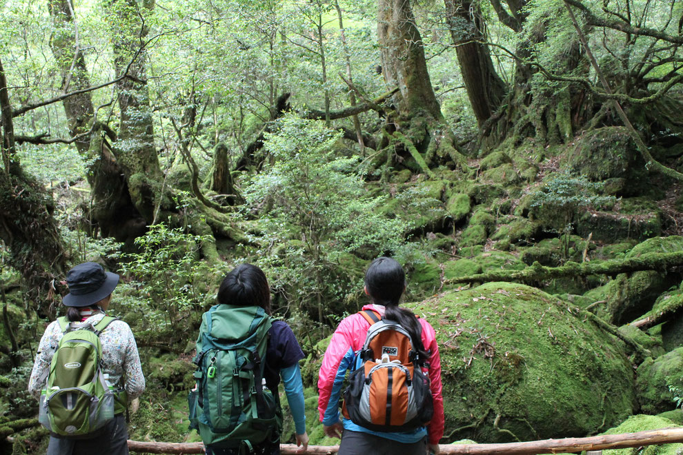 苔むす森(もののけの森)に見惚れる（白谷雲水峡ガイドツアーにて）