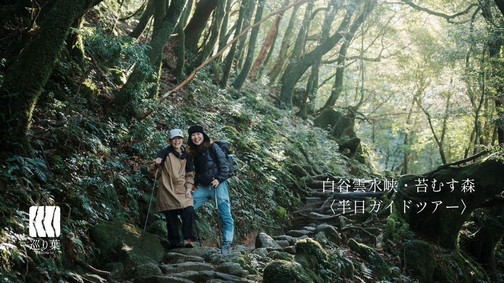 苔むす森(もののけの森)に見惚れる（白谷雲水峡ガイドツアーにて）