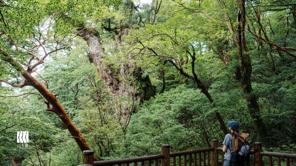 屋久島ガイドが見守る中、夏の緑溢れる森の中で縄文杉と対話する
