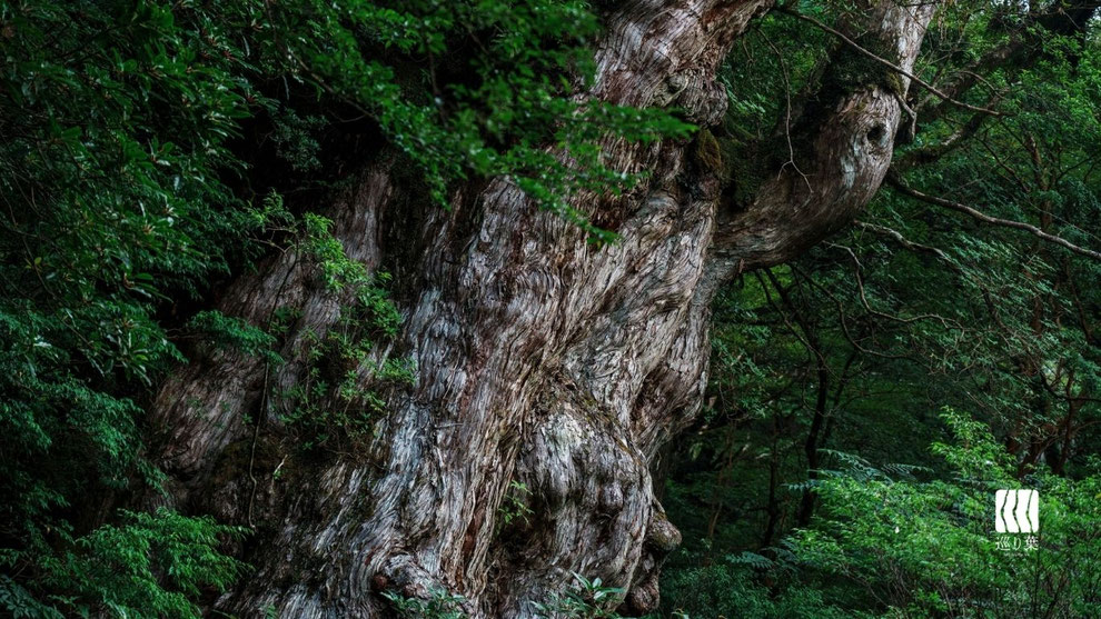 樹齢4000年以上とも言われる縄文杉は、夏のシーズンに深い森に包まれる