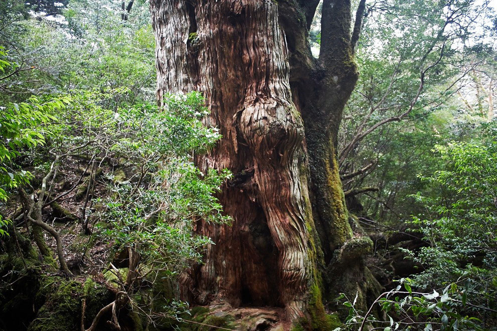 静寂の森に佇む、大和杉（大和杉ガイドツアーにて）