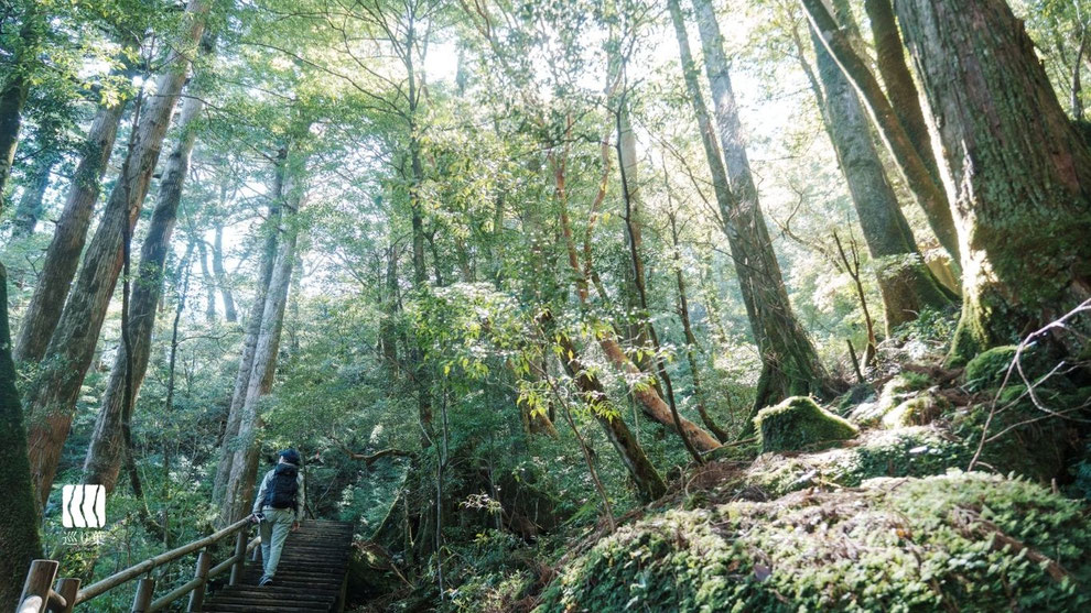 屋久島ガイド,屋久島トレッキング,屋久杉トレッキング,ヤクスギランド,ヤクスギランドガイドツアー,屋久島,ガイドツアー,半日過ごし方,屋久杉,トレッキング
