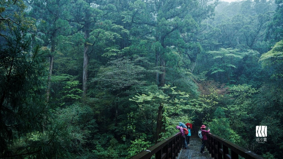 屋久島ガイドツアー,屋久島トレッキング,屋久杉トレッキング,ヤクスギランド,苔ワールド,屋久島,ガイドツアー,半日過ごし方,屋久杉
