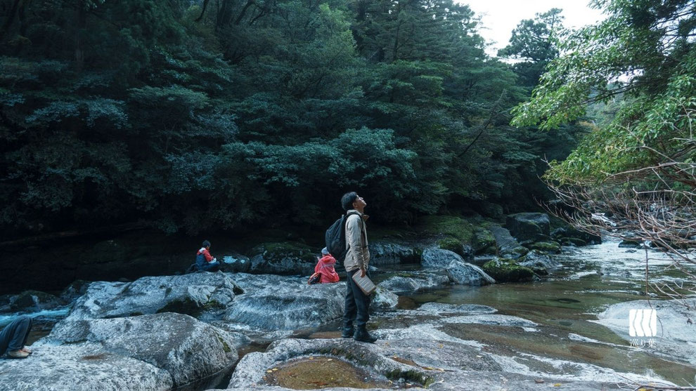ヤクスギランドガイドツアー,清流,屋久島,半日過ごし方,屋久杉,トレッキング