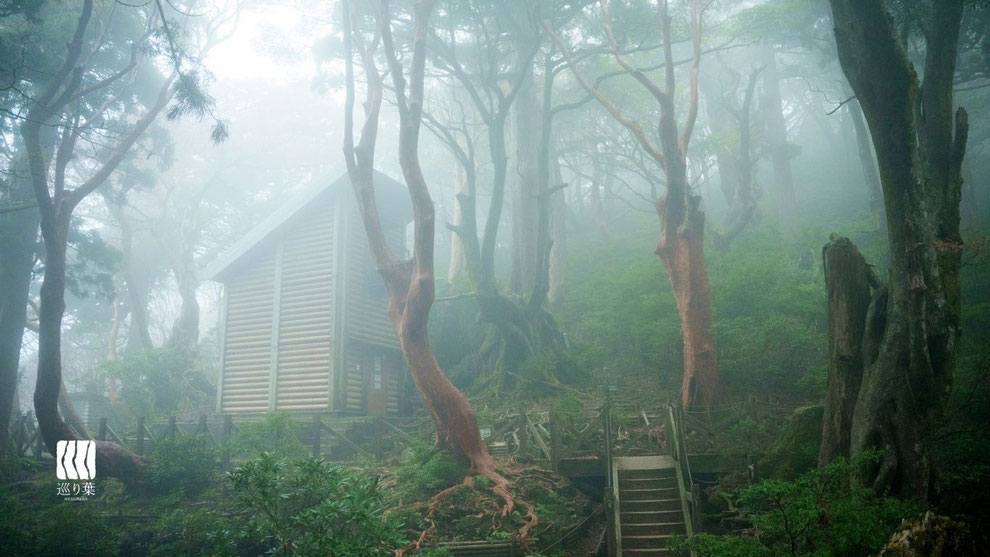 縄文杉から10分ほど歩いたところにある高塚小屋（縄文杉1泊2日ツアーの宿泊場所）
