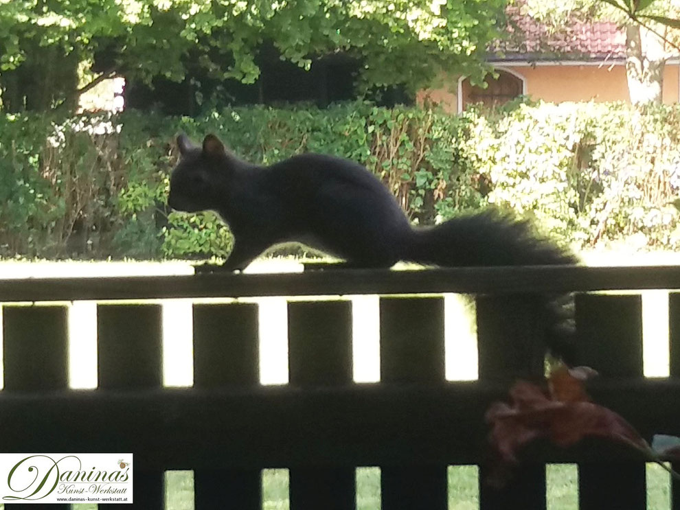 Eichhörnchen im Garten