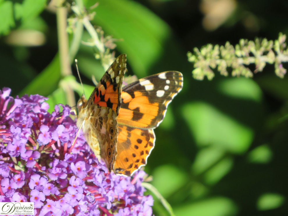 Schmetterlinge im Garten - Distelfalter