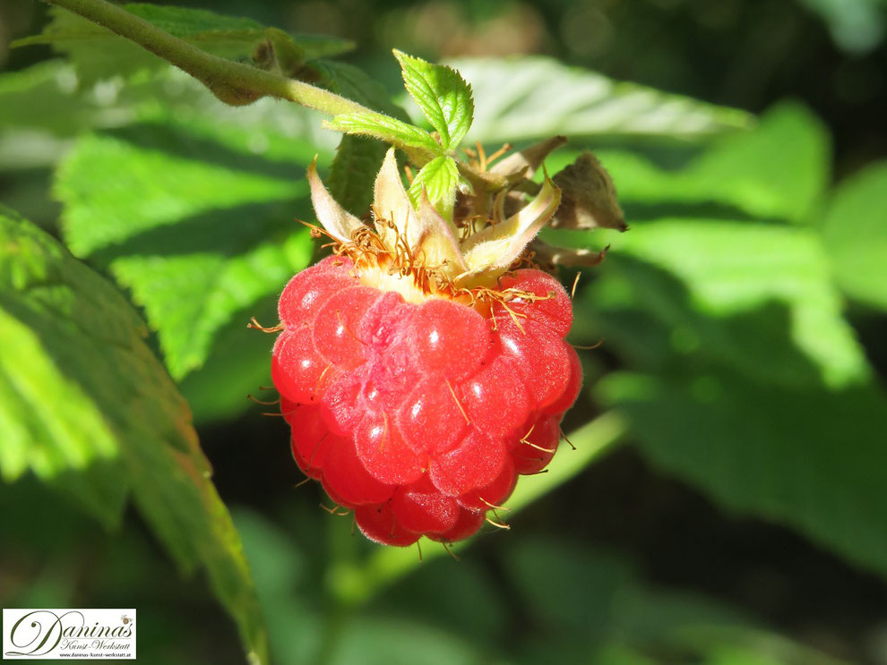 Himbeeren, die kleinen roten Vitaminbomben