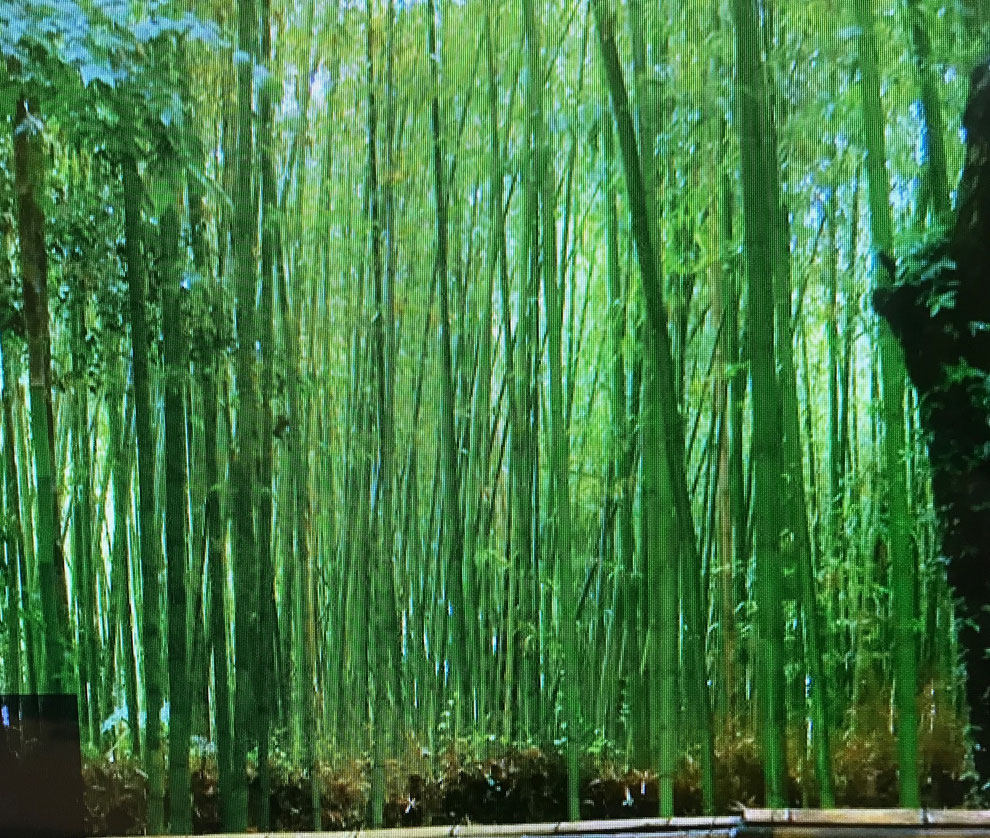 頻尿対策　足裏マッサージ　転倒予防　青竹踏み