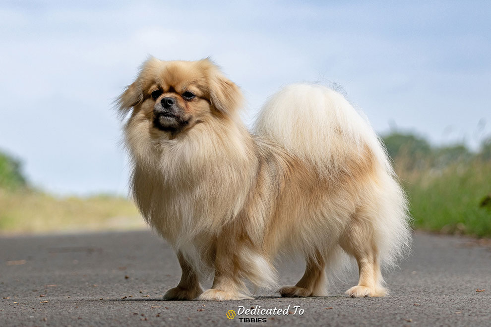 Tibetaanse Spaniel, Tibbies, Tibetan Spaniel, Puppy
