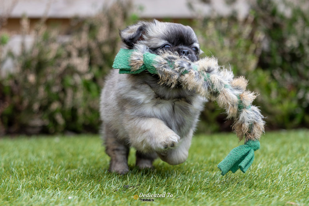 Tibetaanse Spaniel, Tibbies, Puppies, Tibetan Spaniel